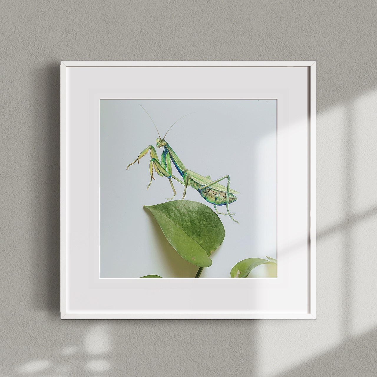 彩铅昆虫(内附过程图)|插画|绘本|从心漫生活_原创作品-站酷zcool