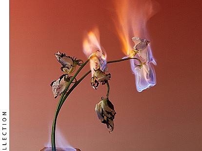 靜物視覺系列｜燃燒的花（個(gè)人主頁-ZNTg4OTM2MTI=） - 時(shí)尚/藝術(shù)攝影 - 站酷設(shè)計(jì)師虛無xuwu原創(chuàng)素材 - 站酷ZCOOL