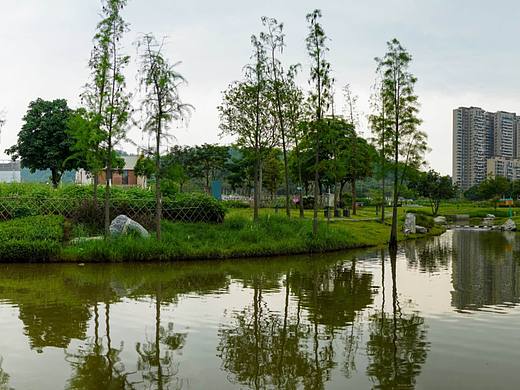 深圳光明区楼村湿地公园