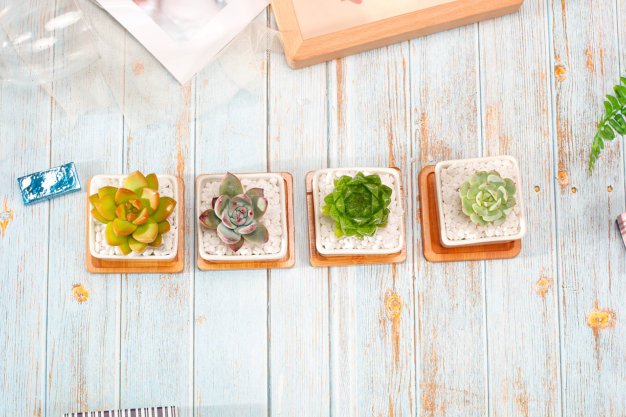 唯美多肉小植物