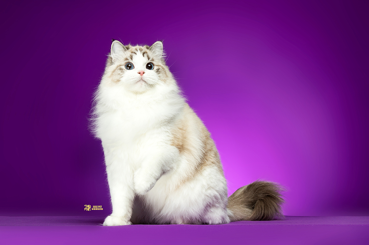 聚格宠物摄影|赛级猫咪拍摄