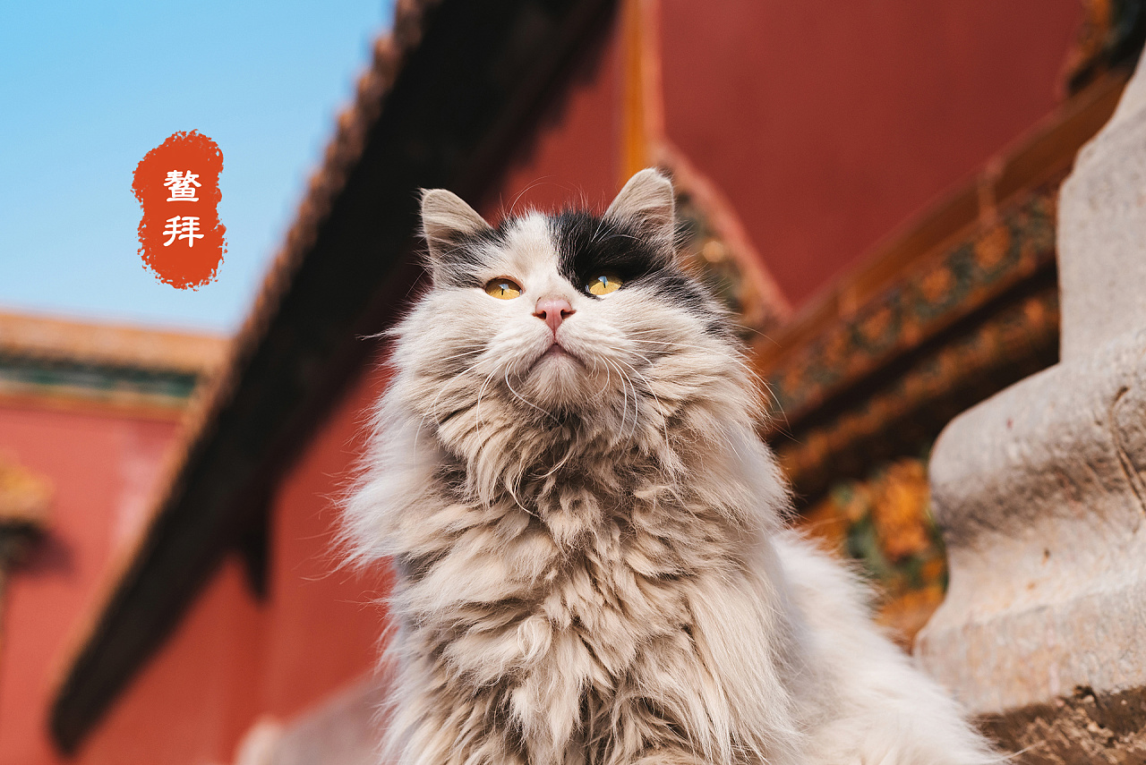 深耕三年故宫猫拍摄,盘点一下我拍过的四十七只御猫.