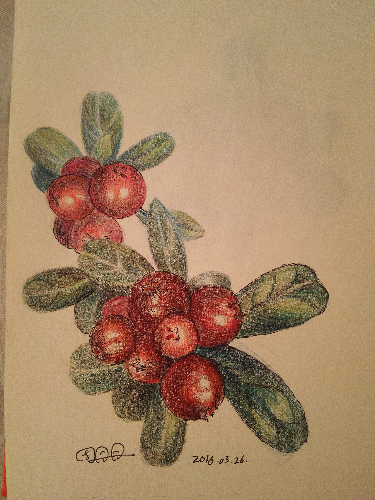 彩铅小品——红果果（图ZNDU1MDE3ODQ=） - 创作习作 - 站酷设计师麦泡泡原创素材 - 站酷ZCOOL