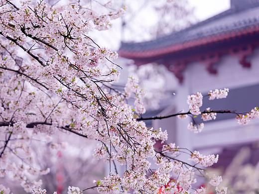 武汉樱花