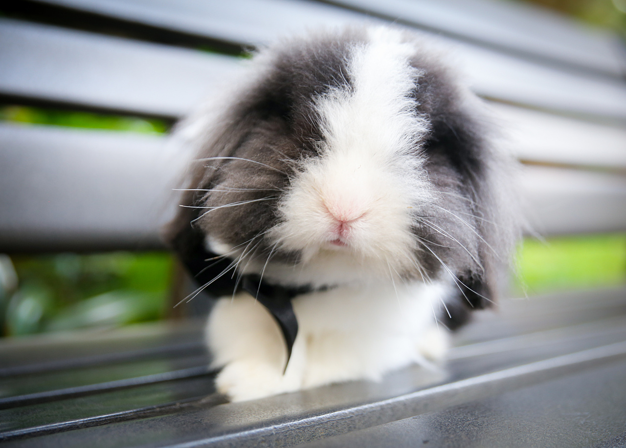 【i,pet宠物摄影】客片——泰迪与垂耳兔