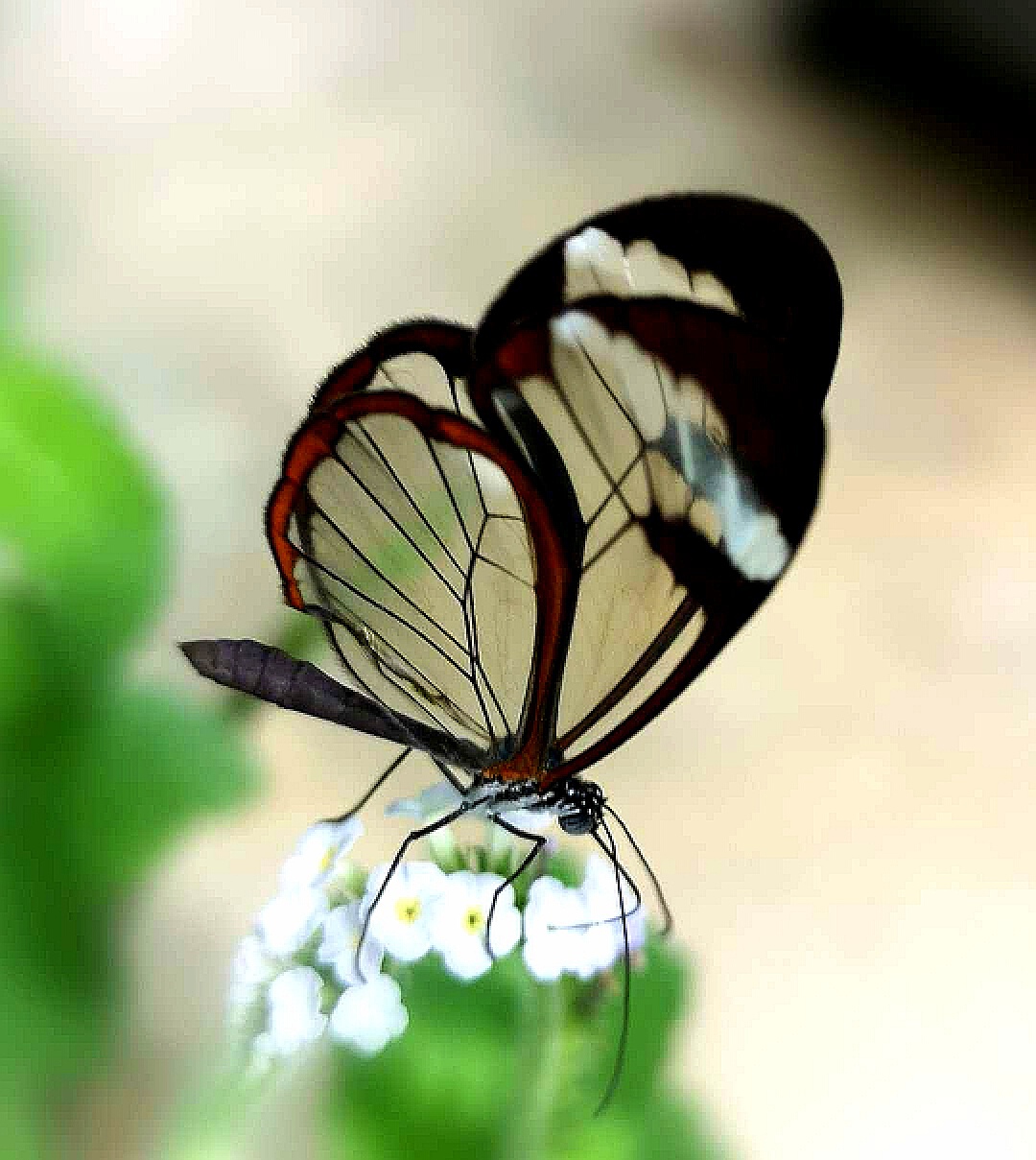 透明な蝶-写真撮影のHDの壁紙プレビュー | 10wallpaper.com