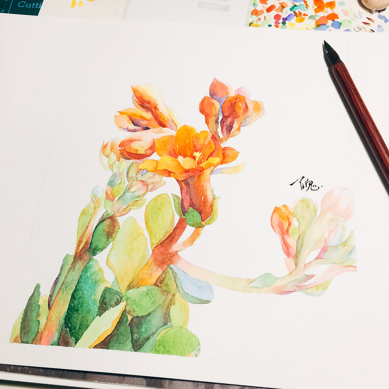 水彩长寿花绘画过程图