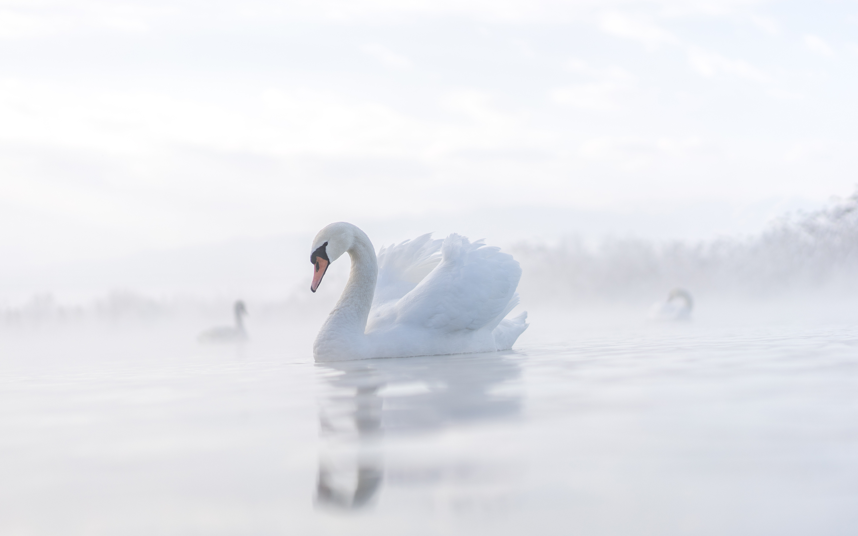 天鹅湖，天鹅美！|摄影|动物|勤奋的刘小朵 - 原创作品 - 站酷 (ZCOOL)