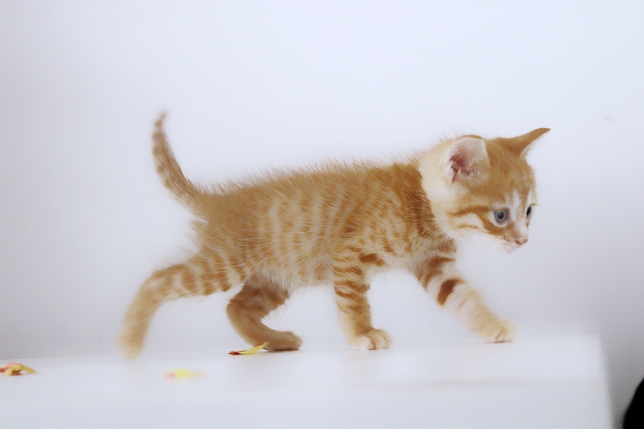 一点妈妈和它的孩子们