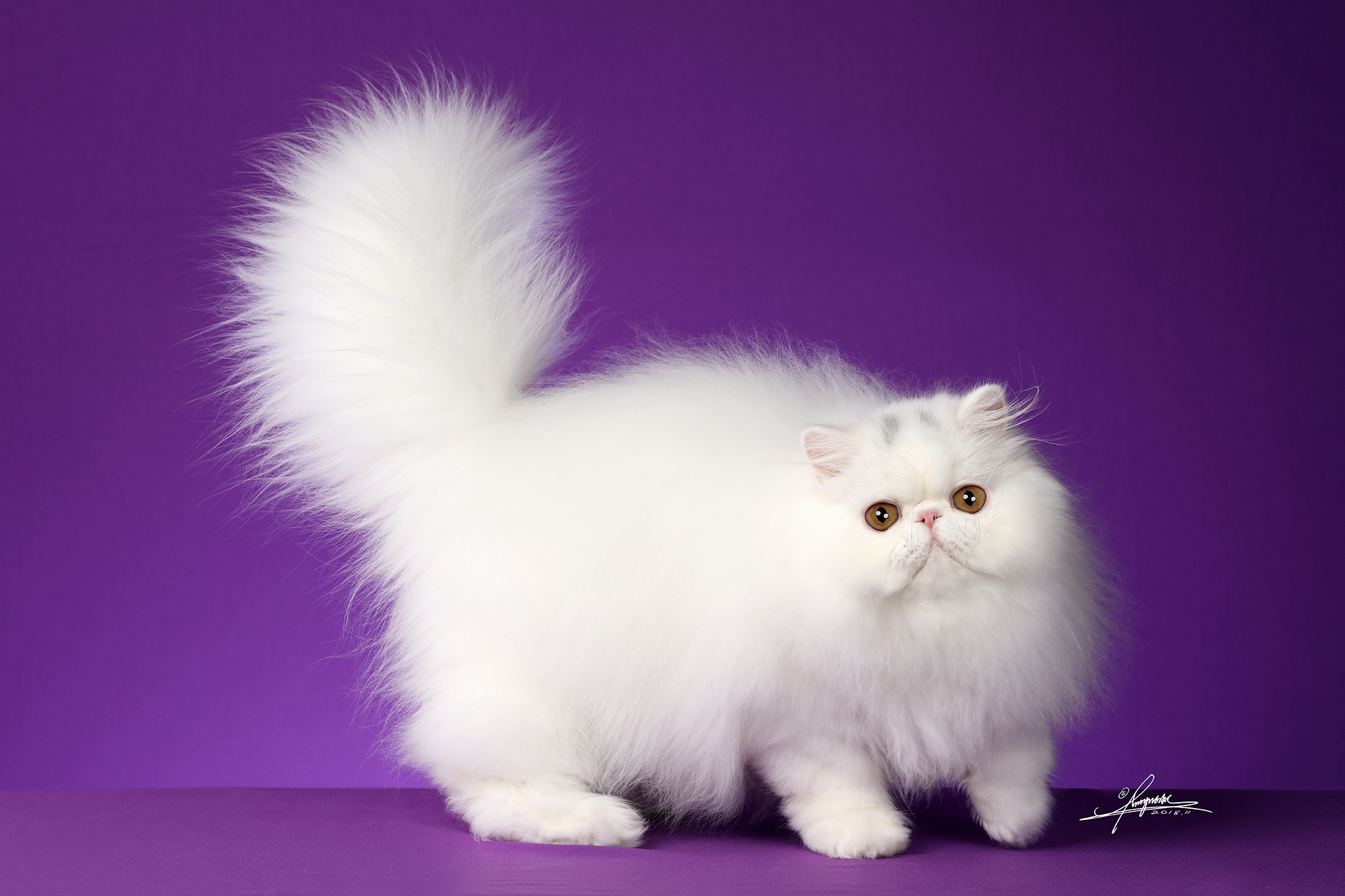 猫的品种名称大全 猫咪品种1秒认全 - 生活百科 - 网创网