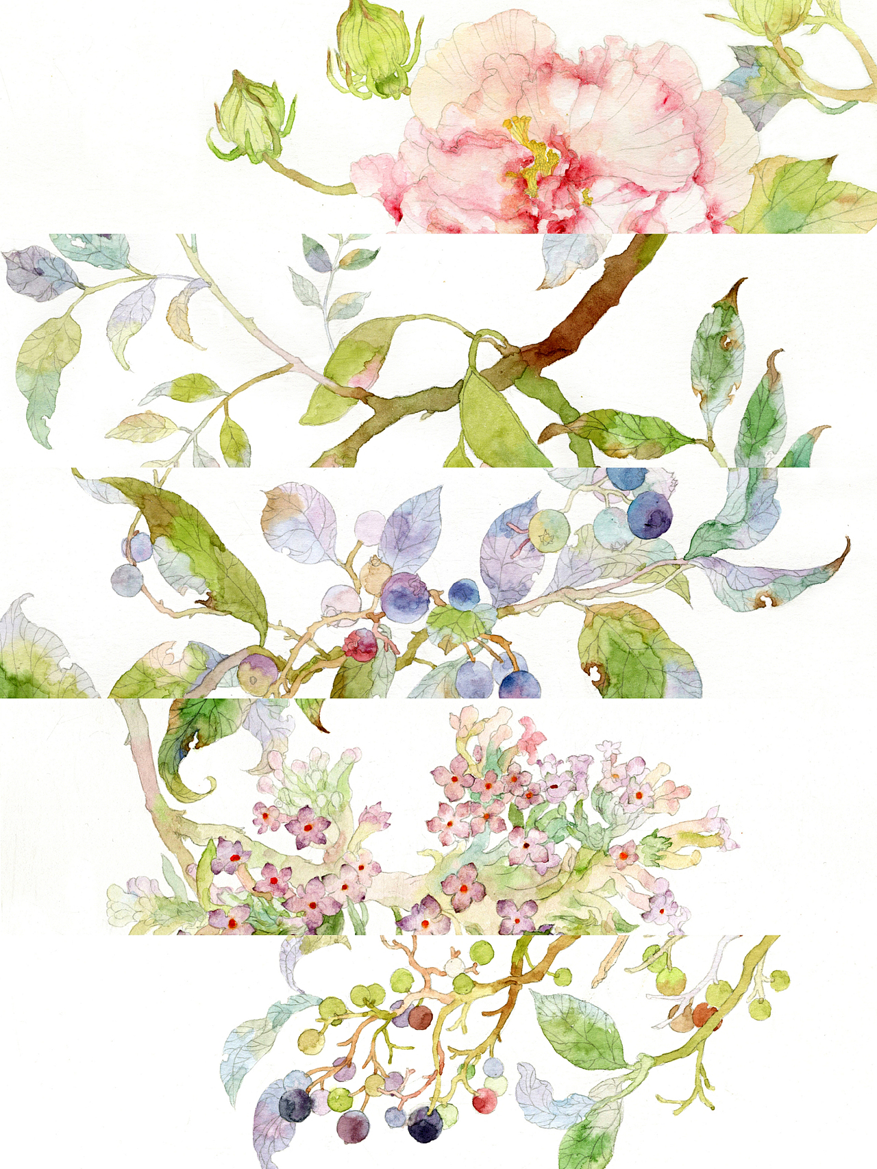2020作品总结——庚子.节气.花卉（图ZMjM5MTU3Njk2） - 商业插画 - 站酷设计师白洺宇原创素材 - 站酷ZCOOL