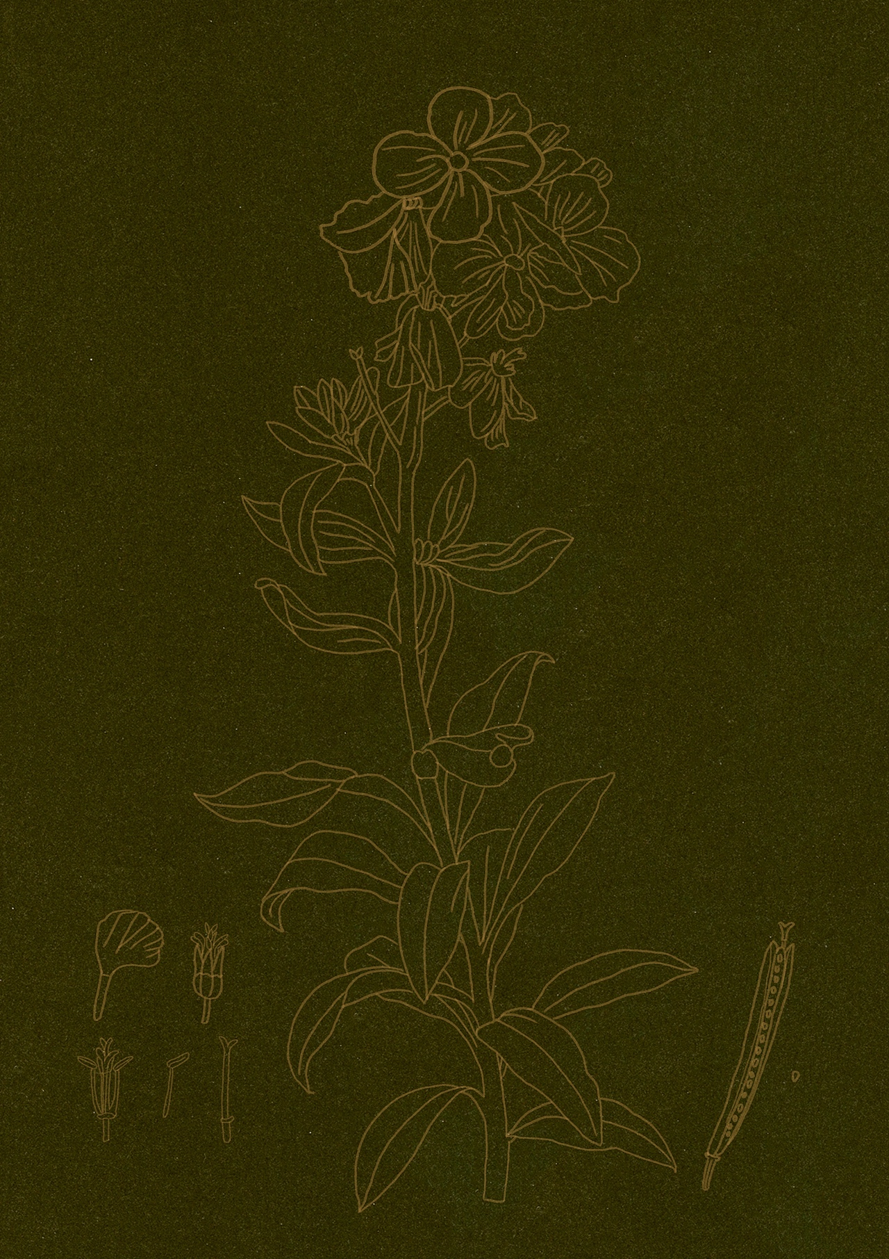 植物（图ZMjg0MjQyMDMy） - 艺术插画 - 站酷设计师Ashimiao原创素材 - 站酷ZCOOL