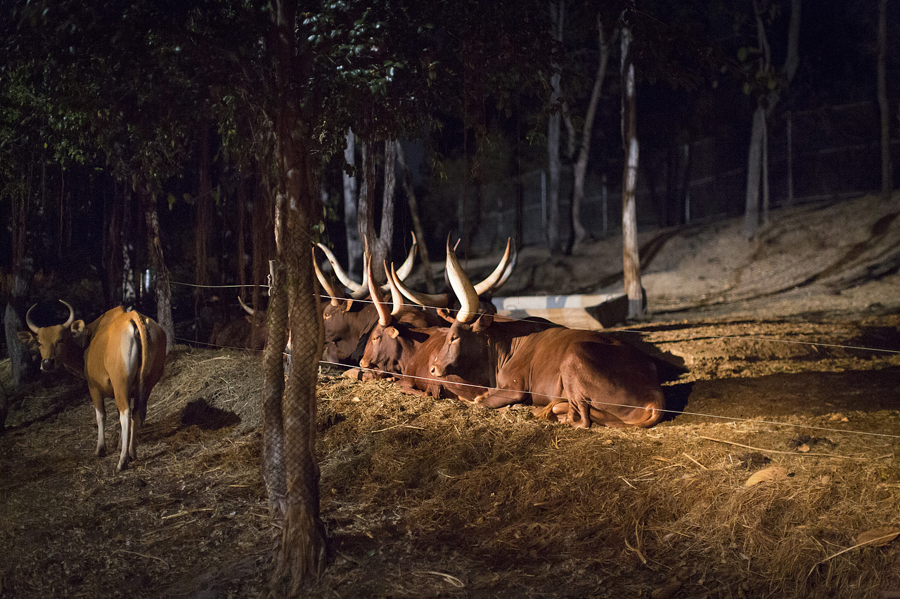泰国旅拍_Day3_2_夜间动物园（图ZOTM3ODU4NzY=） - 人文/纪实摄影 - 站酷设计师楦梓原创素材 - 站酷ZCOOL