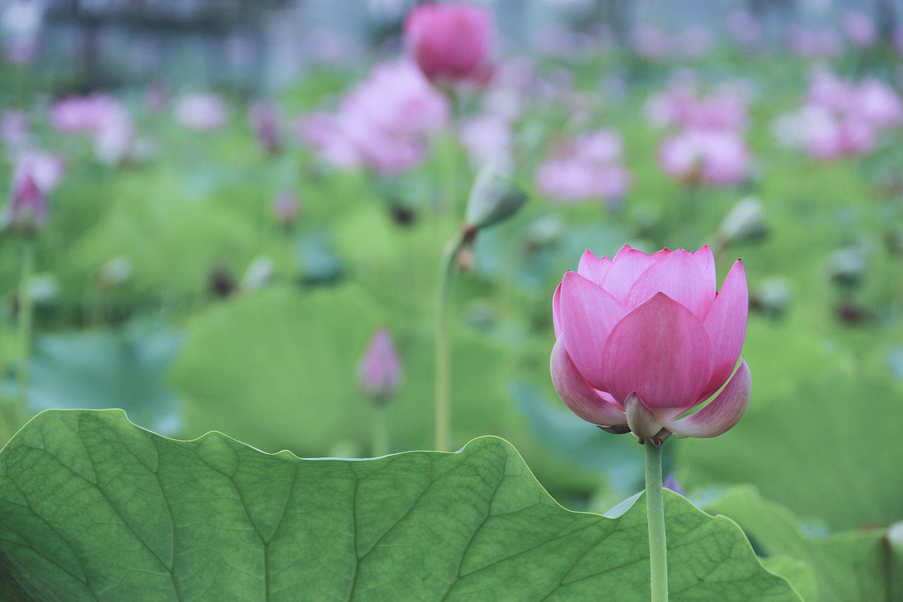 白洋淀荷花（圖ZNzA5ODcxNTI=） - 風(fēng)光攝影 - 站酷設(shè)計(jì)師山山而川上的麥子原創(chuàng)素材 - 站酷ZCOOL