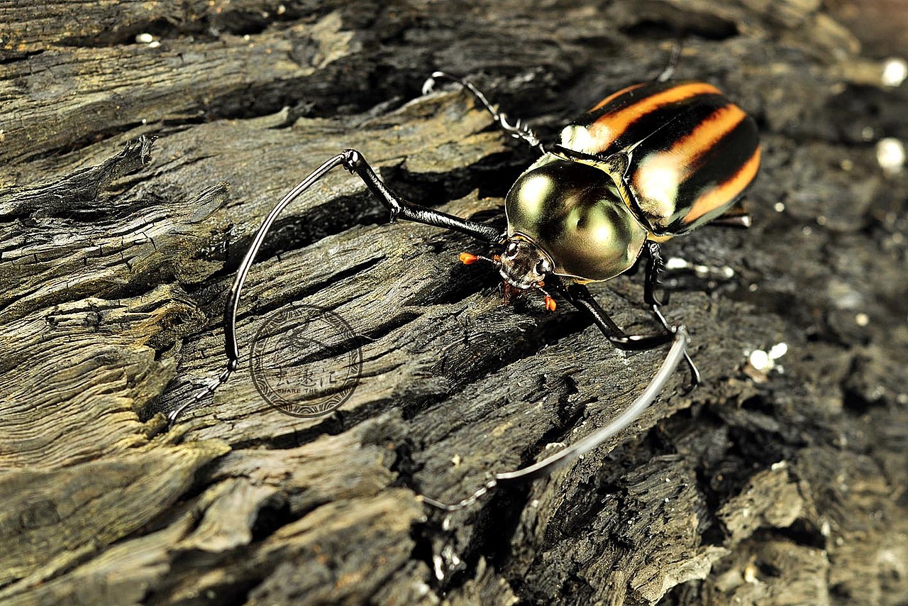 来自菲律宾的02020202西瓜皮长臂金龟虫趣汇关注我的新浪微博