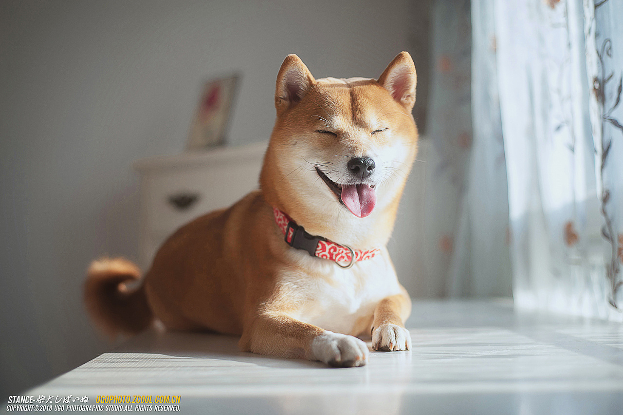 柴犬しばいぬ专辑【动物摄影师何某某个人作品21】|摄影|宠物摄影