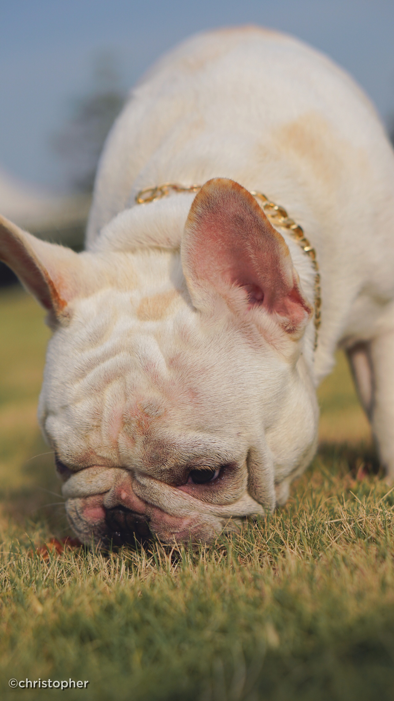 短鼻子 小猪体型|摄影|动物|poohq - 原创作品 - 站酷 (zcool)