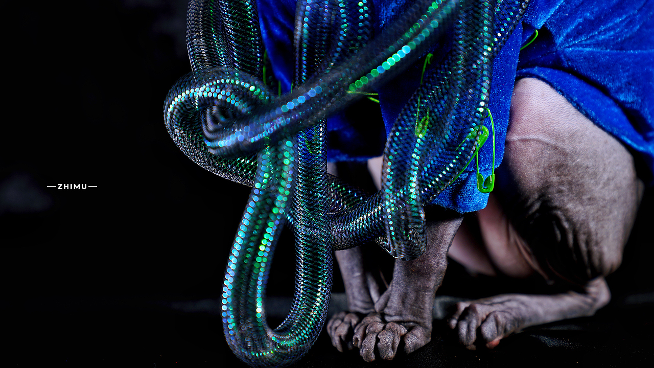 宠物摄影源计划-Elastic distortion（图ZMjU5MjM5ODA4） - 宠物摄影 - 站酷设计师至牧原创素材 - 站酷ZCOOL