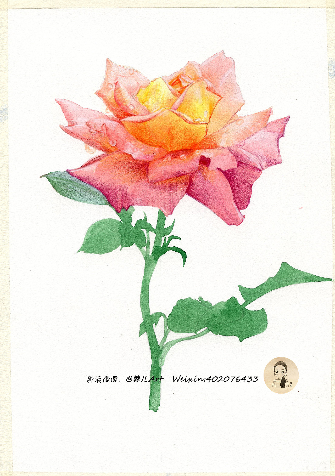 【香水月季】水溶彩铅画