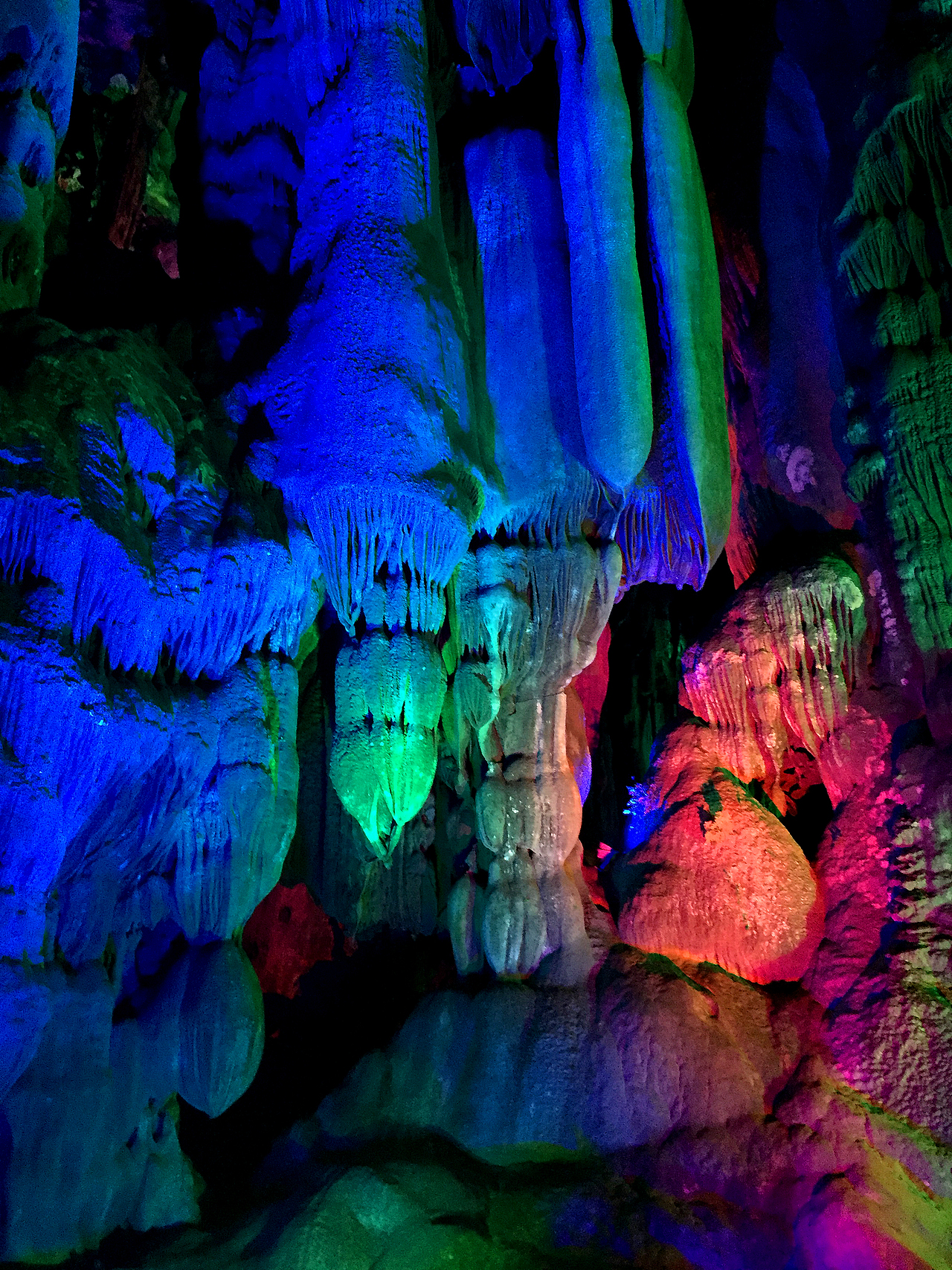 广州-春暖花开 茶花 夕阳无限好!