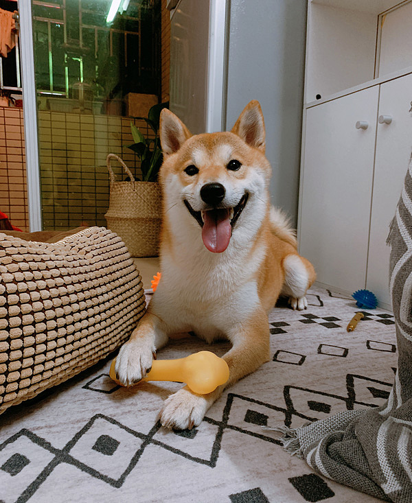 日常创作—家有神犬