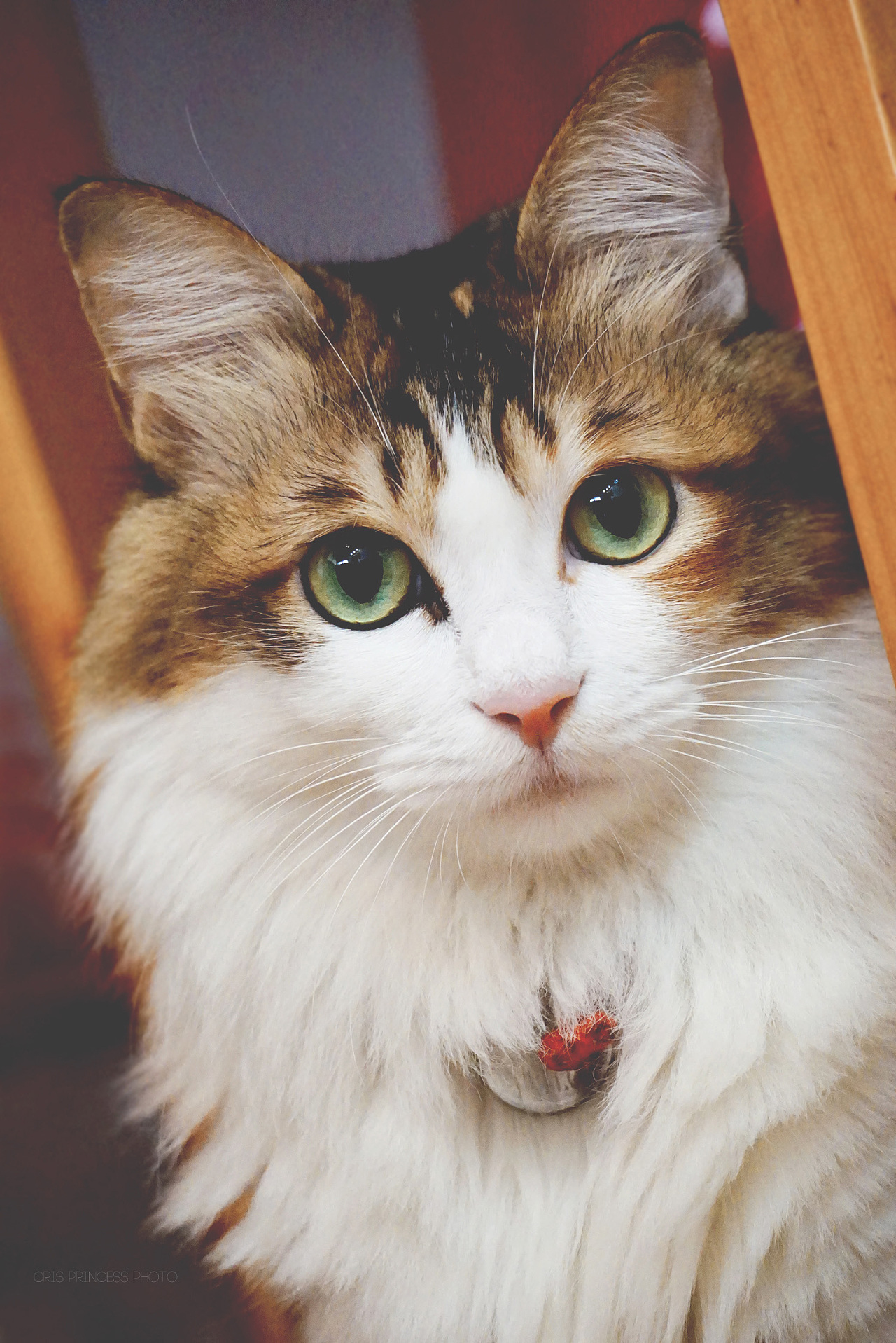 nana|摄影|动物|crislove - 原创作品 - 站酷 (zcool)