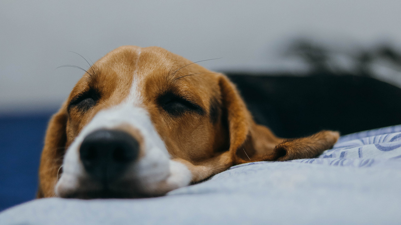 狗狗|摄影|宠物摄影|景致唯美 - 原创作品 - 站酷 (zcool)