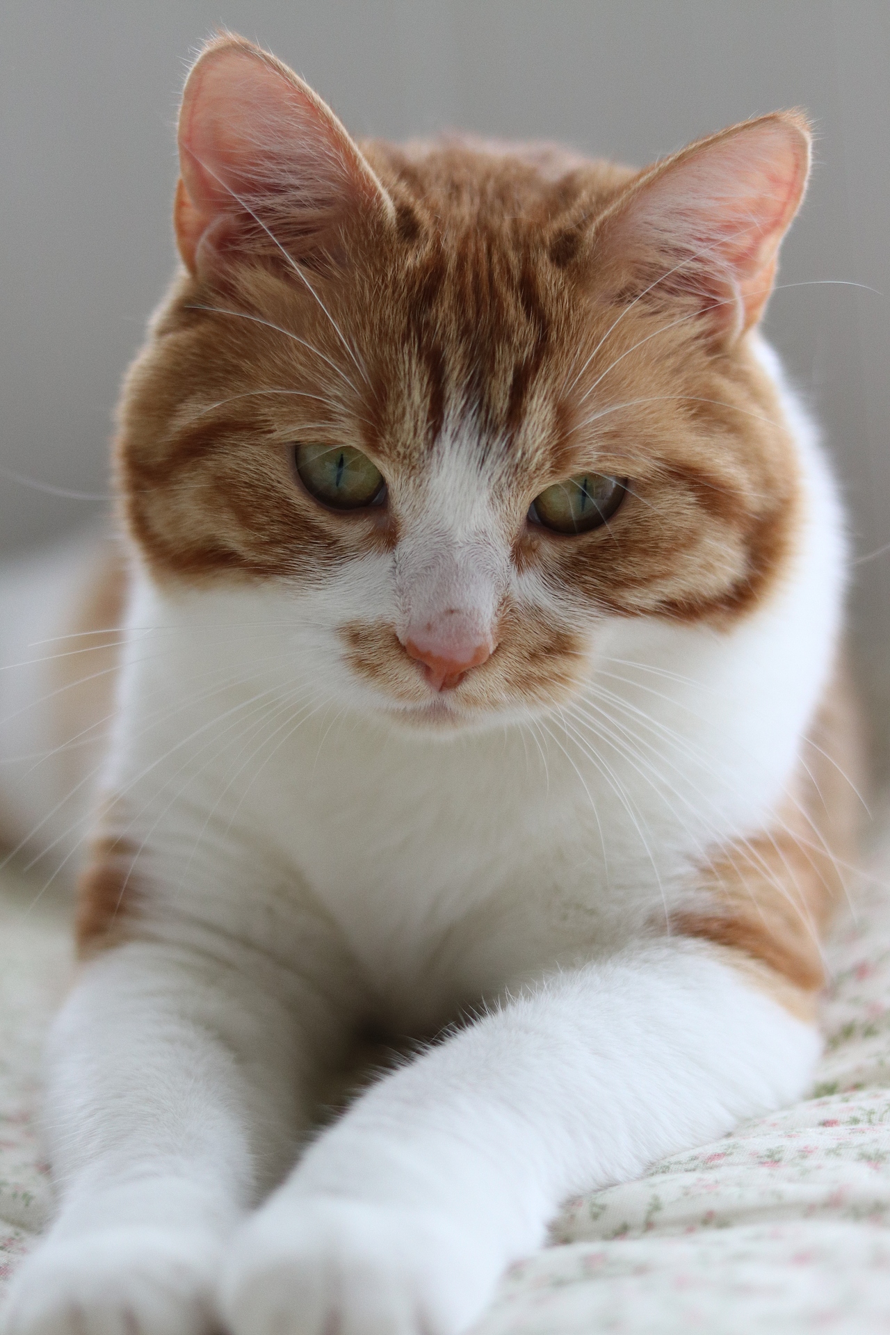 ▲ “我这不是胖,是毛绒绒!”