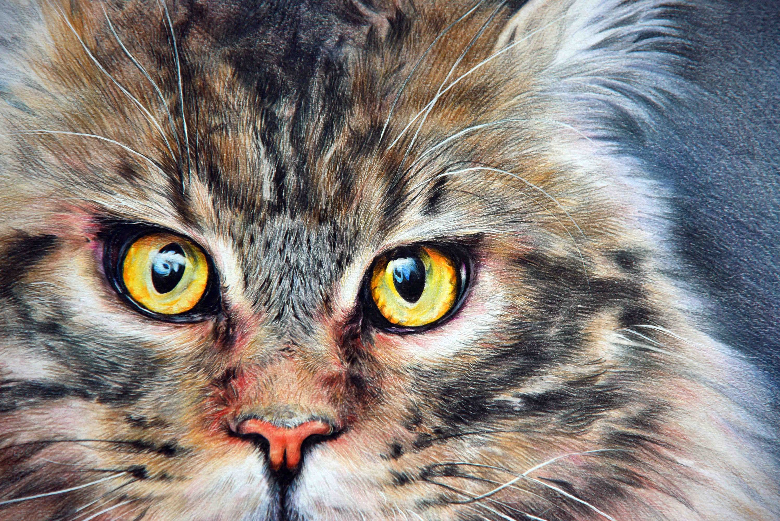 彩铅猫咪绘制-就喜欢这么霸气的喵!