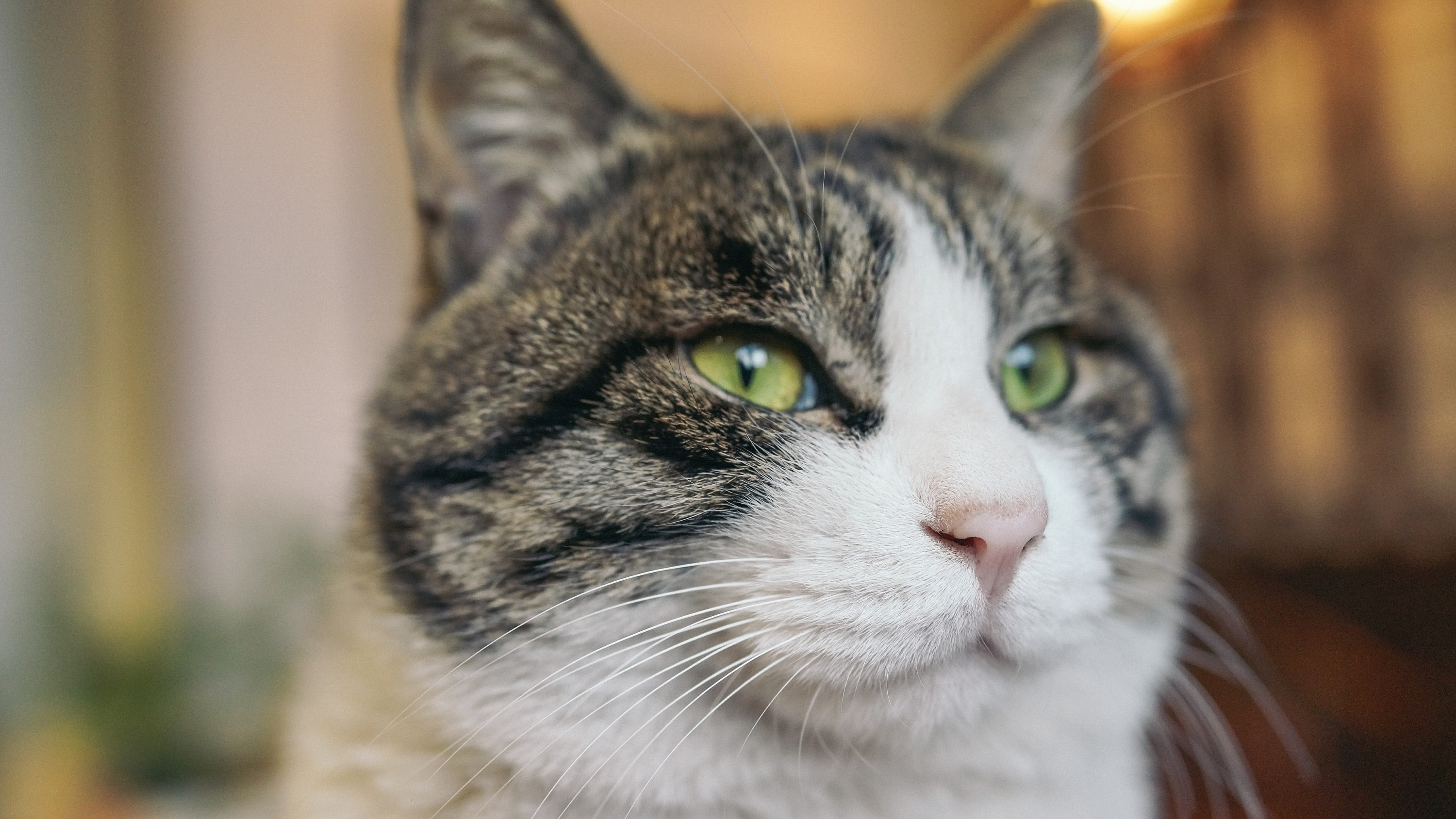 北京"正阳书局"喵老板和他的玩意儿们