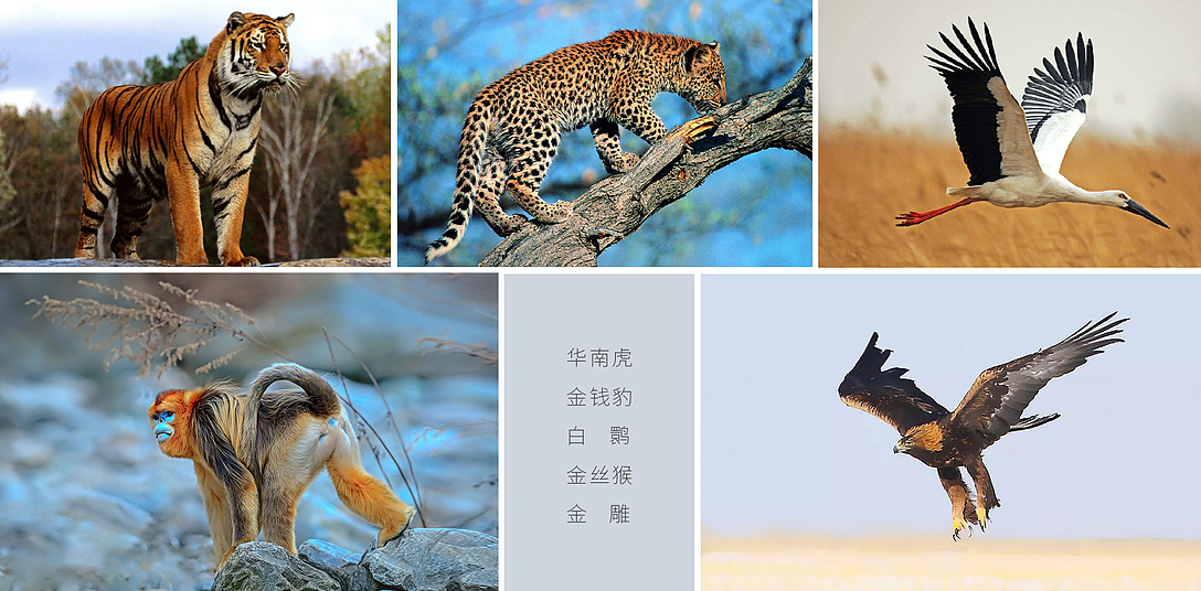 蜂之巢 x 璞梵 守护 “家”园，才能拥有最好的馈赠！（图ZMjMwNTYwMjU2） - 包装 - 站酷设计师璞梵PUFINE原创素材 - 站酷ZCOOL