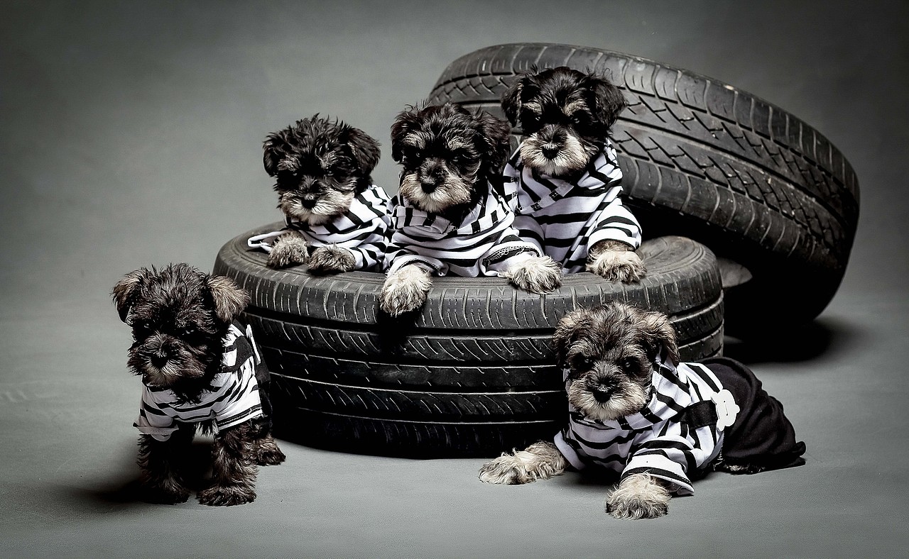 苏州哮天犬宠物摄影（图ZNjkxMzk4ODA=） - 宠物摄影 - 站酷设计师ray正文原创素材 - 站酷ZCOOL