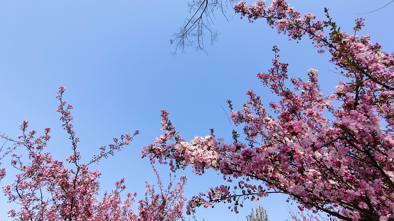 省耕公园--海棠花