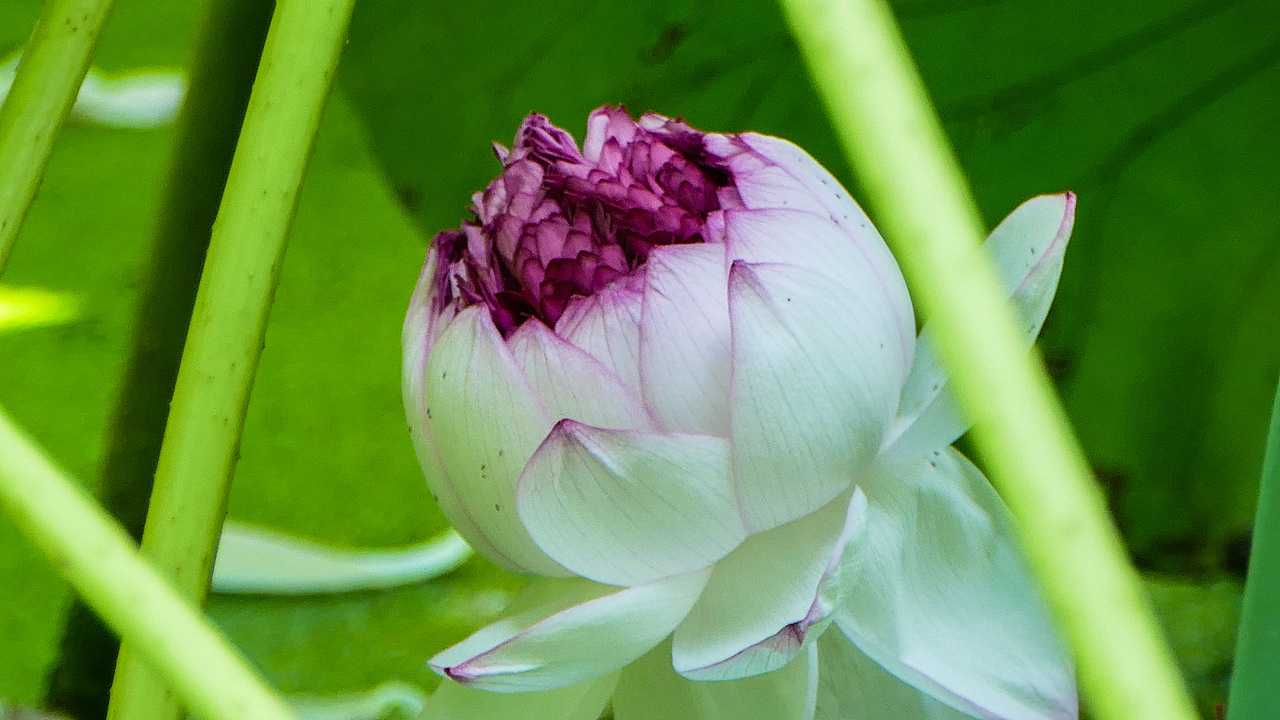 荷花（图ZODI4MDY2OTI=） - 风光摄影 - 站酷设计师看长河原创素材 - 站酷ZCOOL