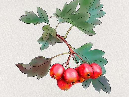 手绘山楂