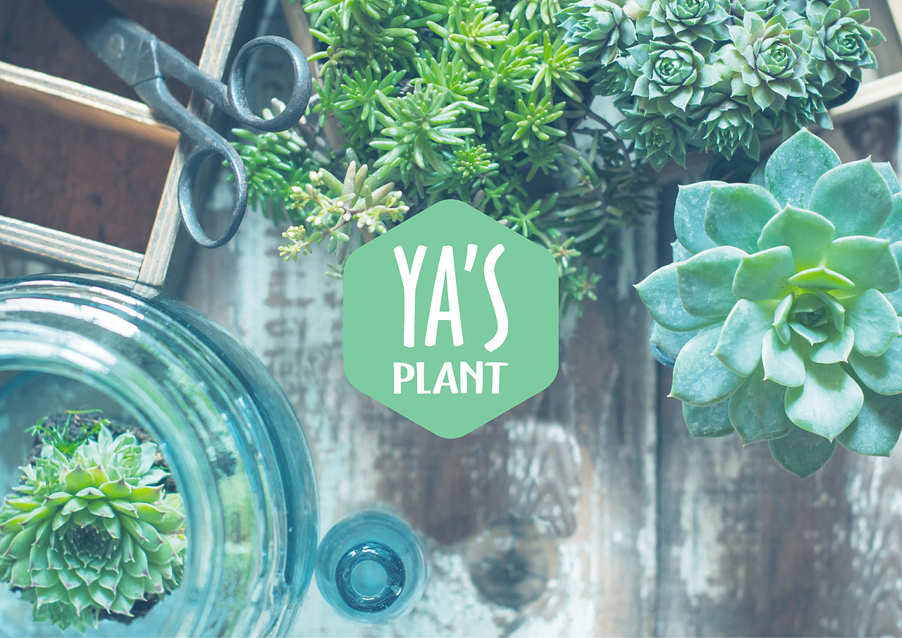 娅舍YA'S PLANT LOGO设计（图ZNjIzNzgyODQ=） - 品牌 - 站酷设计师贾大海原创素材 - 站酷ZCOOL