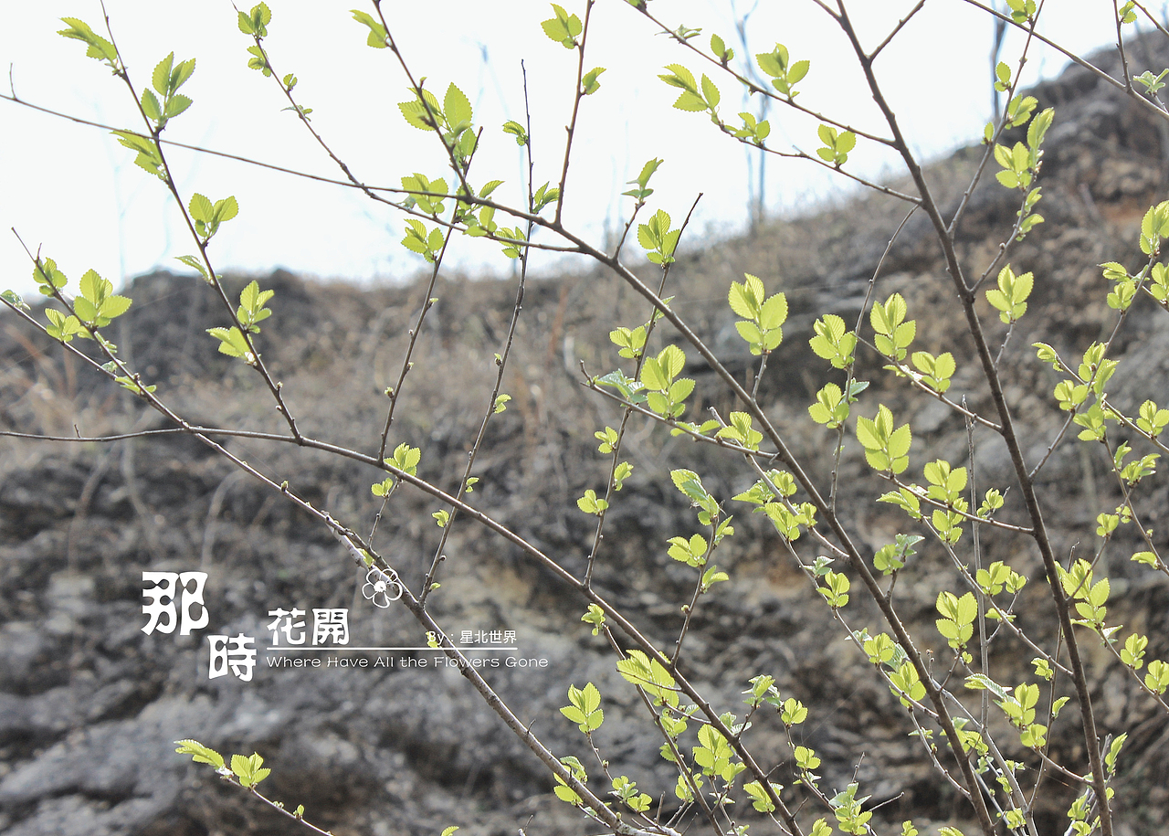 未闻花名——那时花开（二）（图ZNzQ4OTAyOTI=） - 修图/后期 - 站酷设计师星北世界原创素材 - 站酷ZCOOL