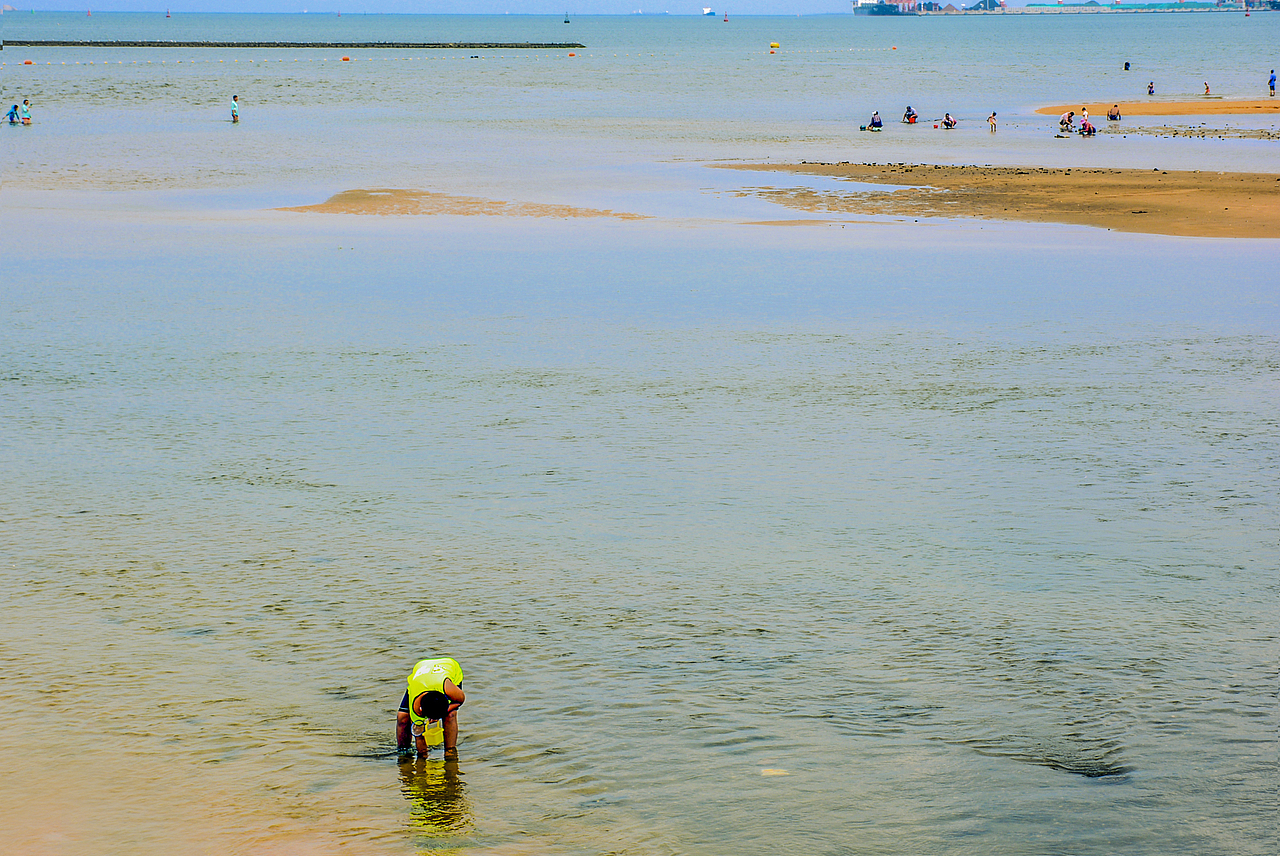 小时候在沙滩上挖洞,挖着挖着会挖出竹蛏,拿回家炒着吃