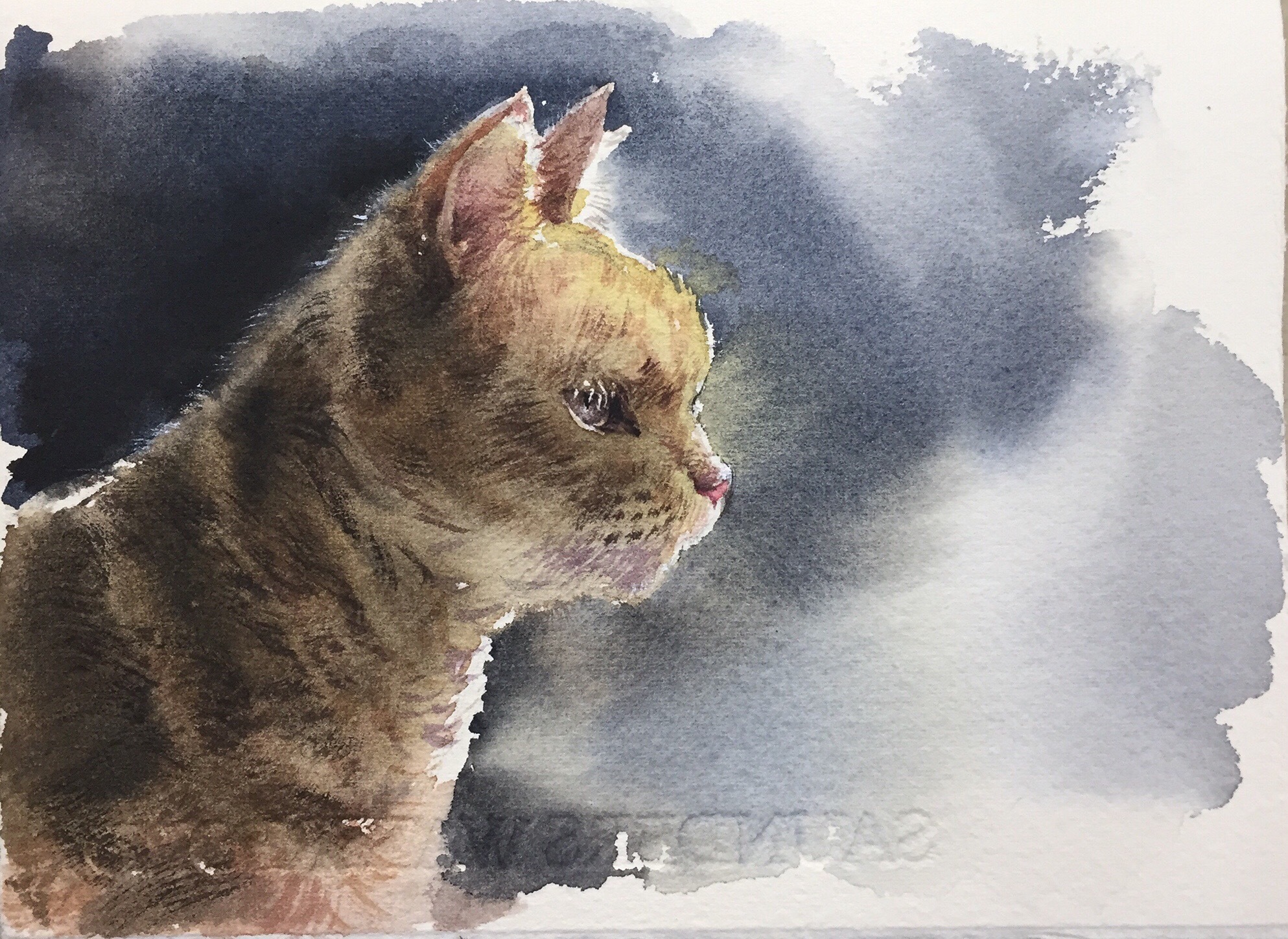 水彩猫咪(步骤图)