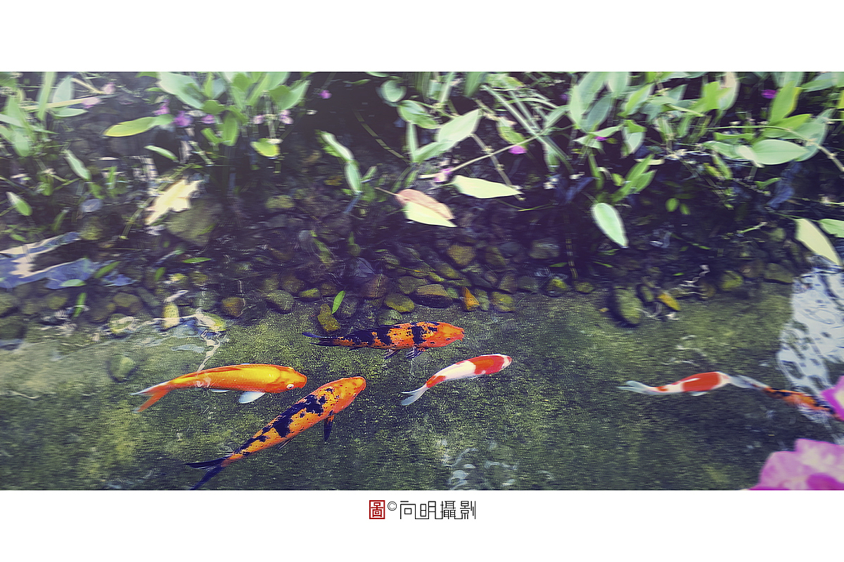 手机随拍。（图ZMTY2NTc0MDk2） - 风光摄影 - 站酷设计师o大象叔叔o原创素材 - 站酷ZCOOL
