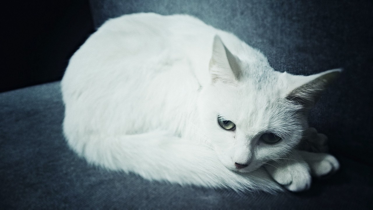 高冷喵~糖糖（图ZMjU1Mzk1MzI=） - 其他 - 站酷设计师Banana大王原创素材 - 站酷ZCOOL