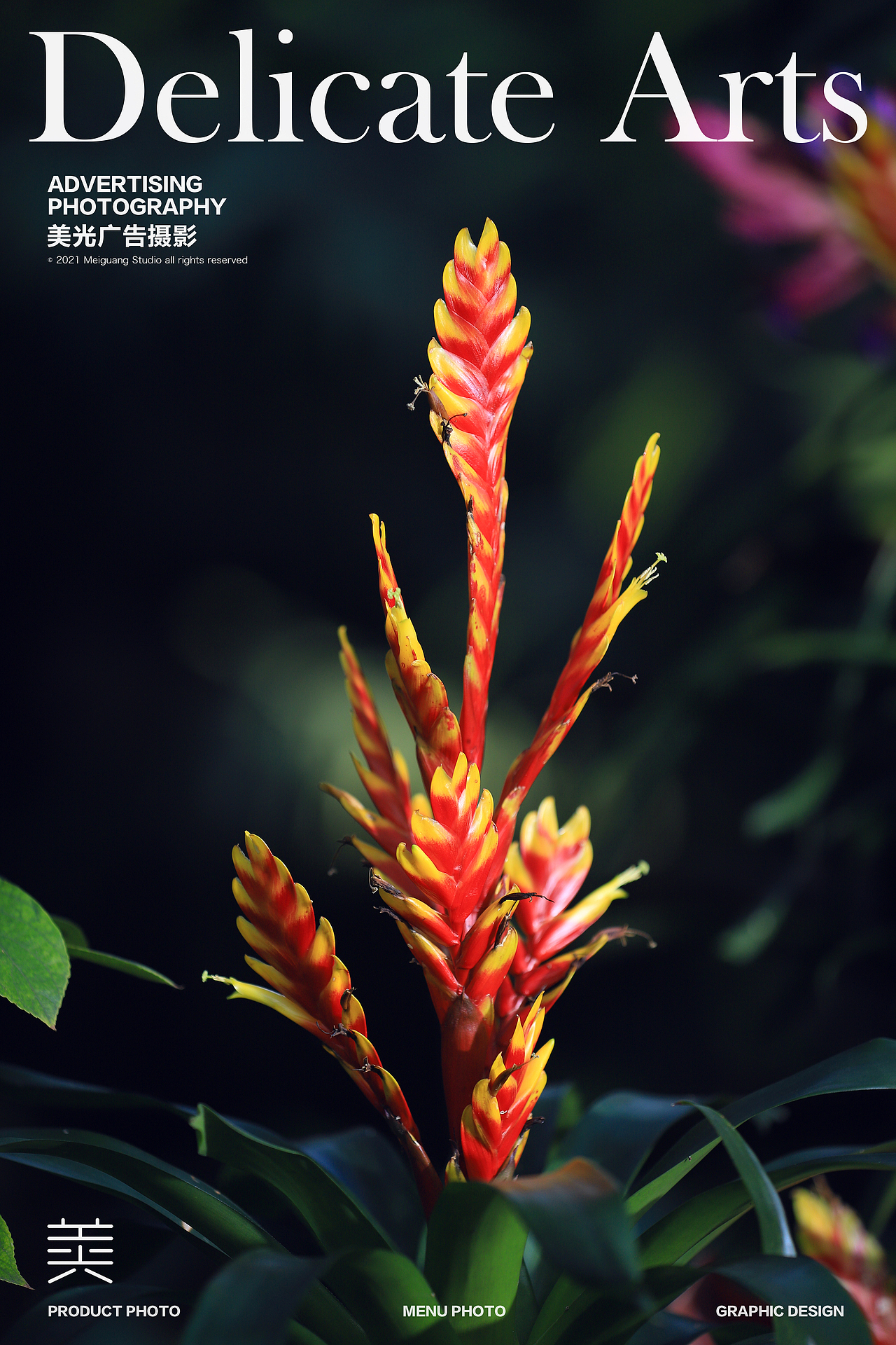 植物花卉摄影|太原植物园