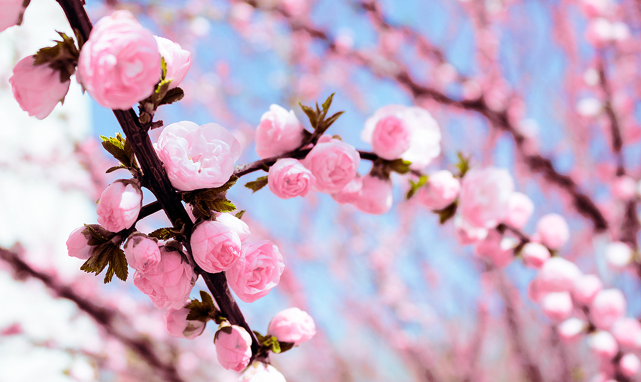 人间四月花漫天