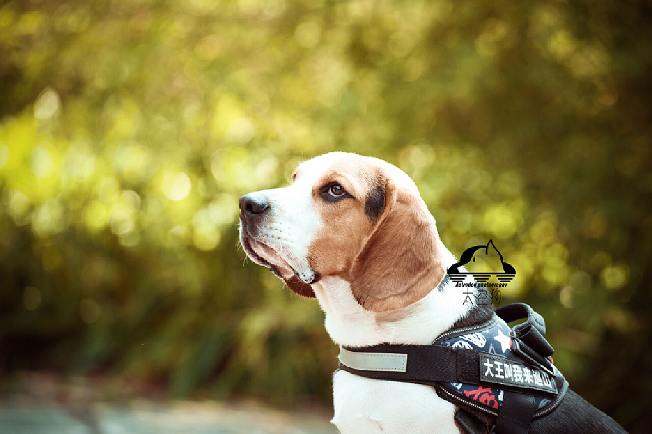 500,000+张最精彩的“比特犬”图片 · 100%免费下载 · Pexels素材图片