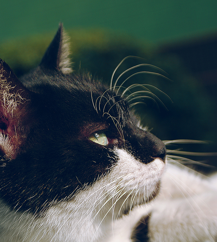 好多喵（图ZMjMzMjQ5NTI=） - 宠物摄影 - 站酷设计师anthonyqg原创素材 - 站酷ZCOOL