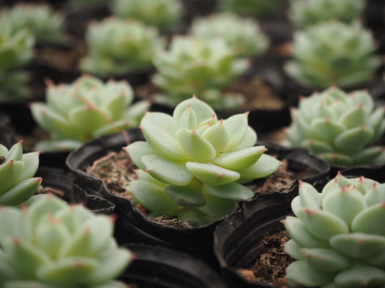 多肉拍摄 - 原创作品 - 站酷(zcool)