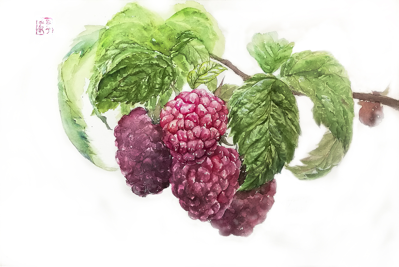 水彩树莓