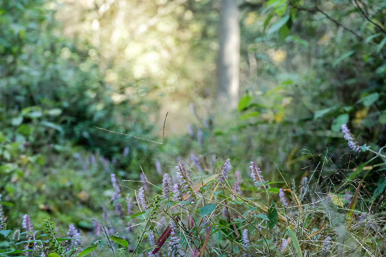 野生陽(yáng)光（圖ZMjc3ODg5OTM2） - 風(fēng)光攝影 - 站酷設(shè)計(jì)師只鳥原創(chuàng)素材 - 站酷ZCOOL