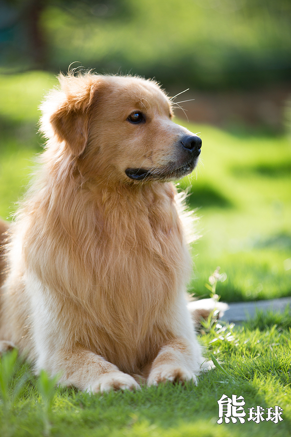 美丽温顺的暖男大金毛写真