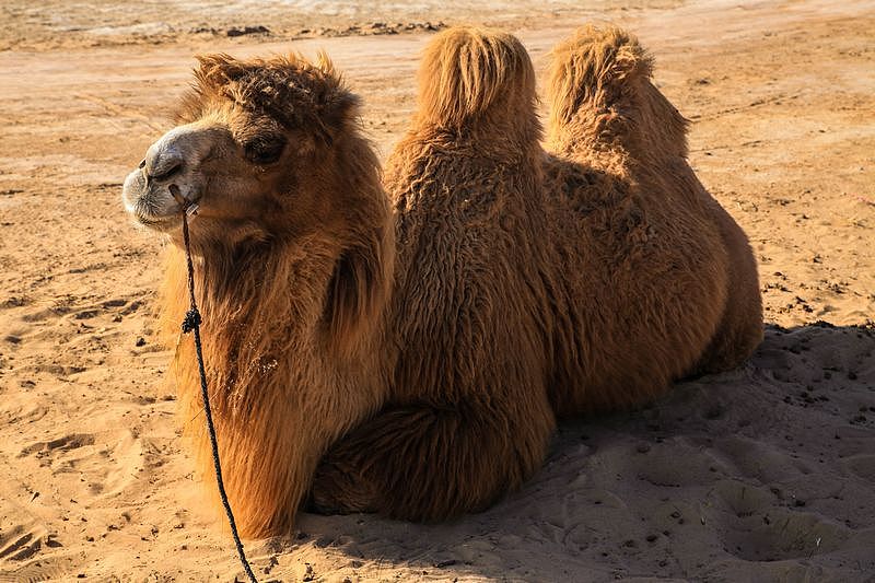 整理榆林康巴什